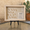 Framed Arizona screwbean mesquite botanical specimen with fifteen pods