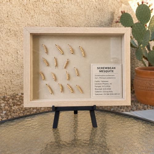 Framed Arizona screwbean mesquite botanical specimen with fifteen pods