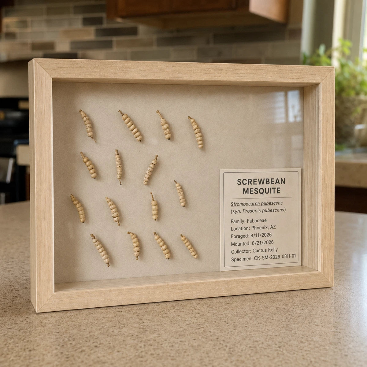 Framed screwbean mesquite botanical specimen detail
