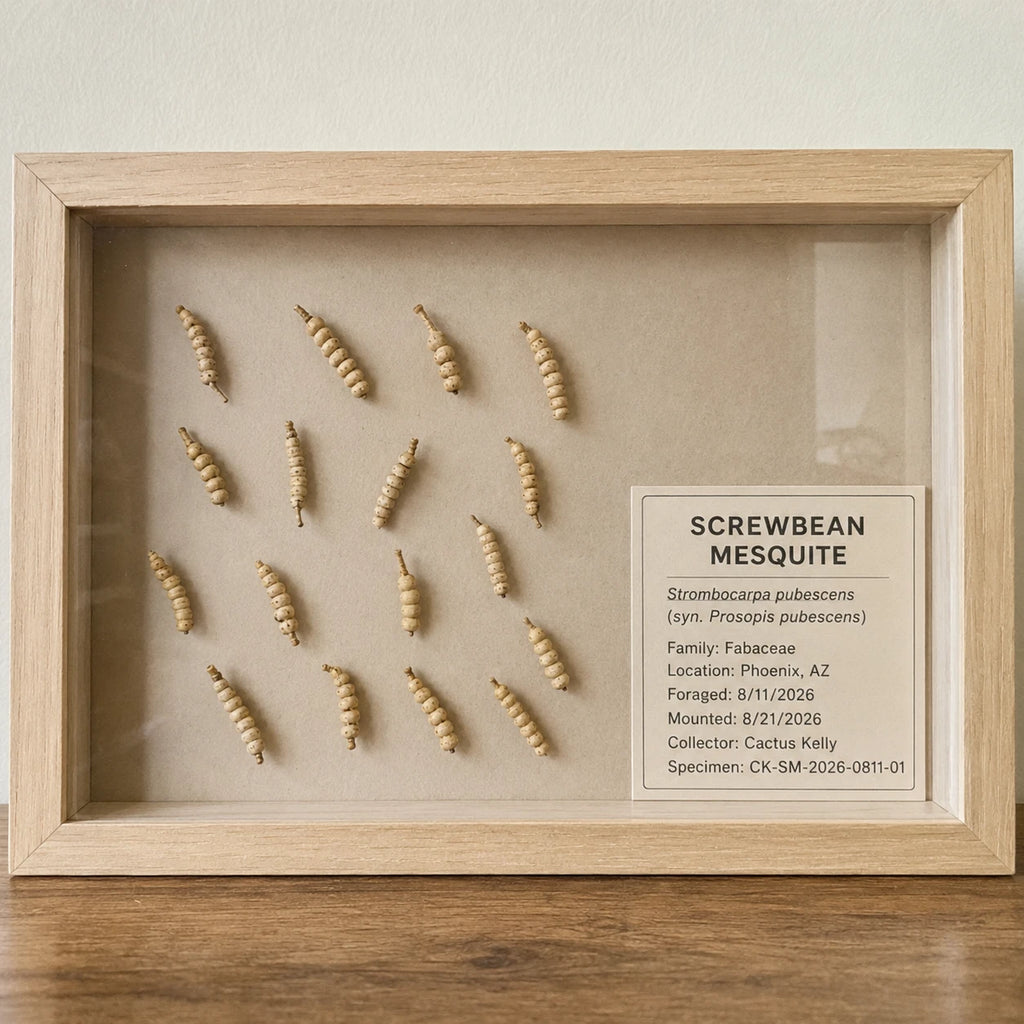 Arizona screwbean mesquite specimen display view