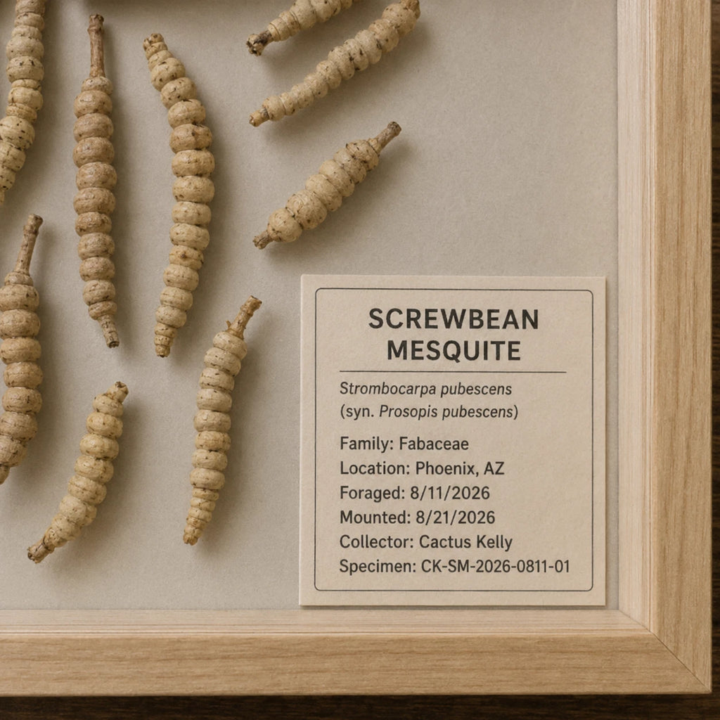 Arizona screwbean mesquite botanical specimen front view
