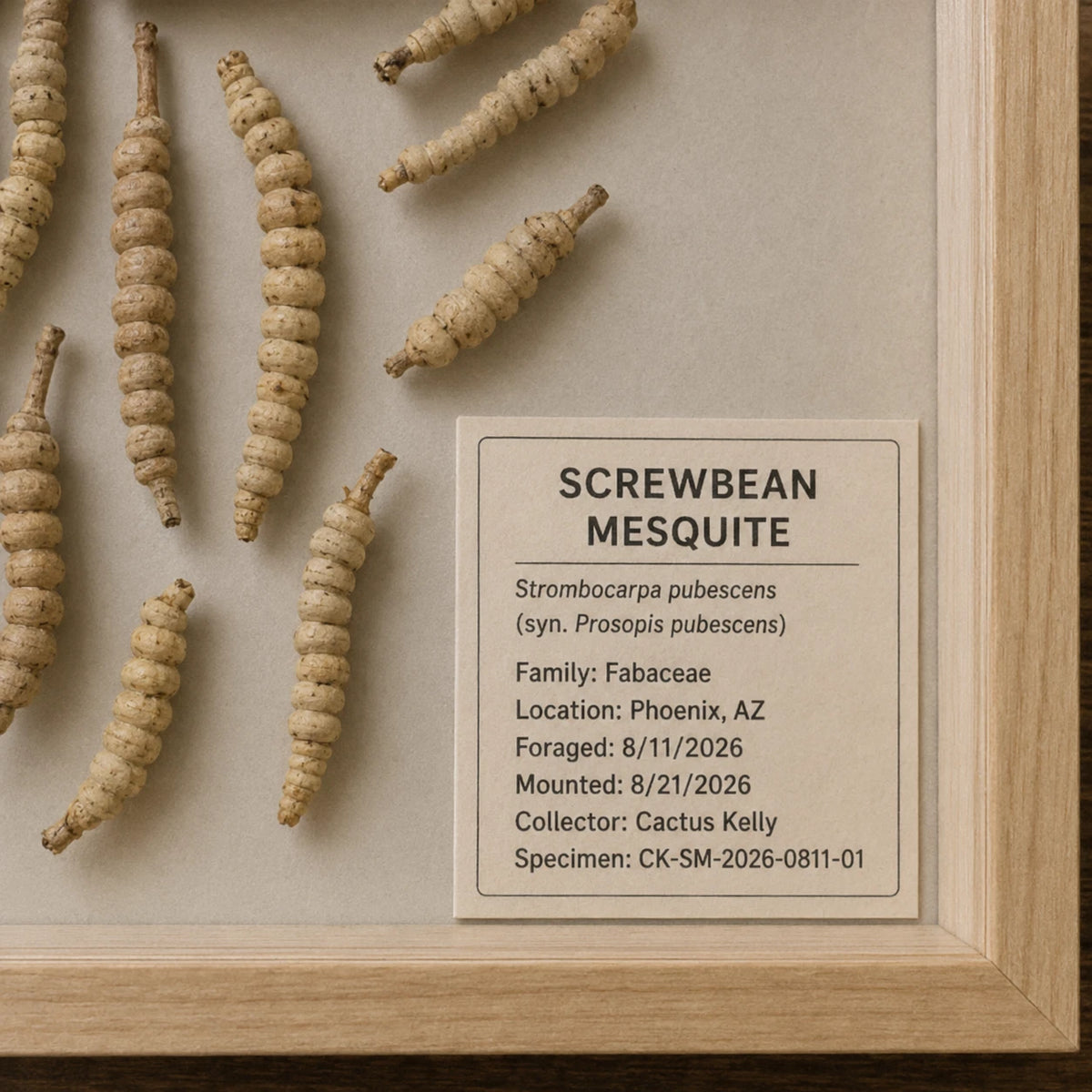 Arizona screwbean mesquite botanical specimen front view