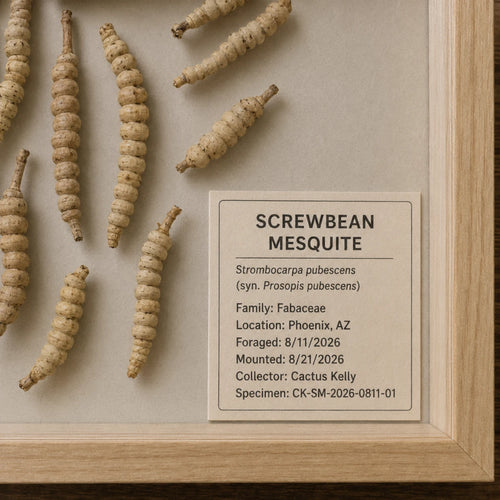 Arizona screwbean mesquite botanical specimen front view